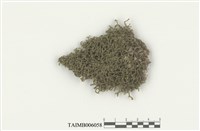 藏品(三裂鞭蘚)的圖片